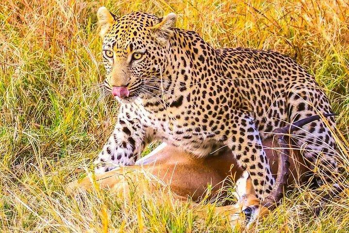 4 dage Serengeti, Ngorongoro og Tarangire Safari