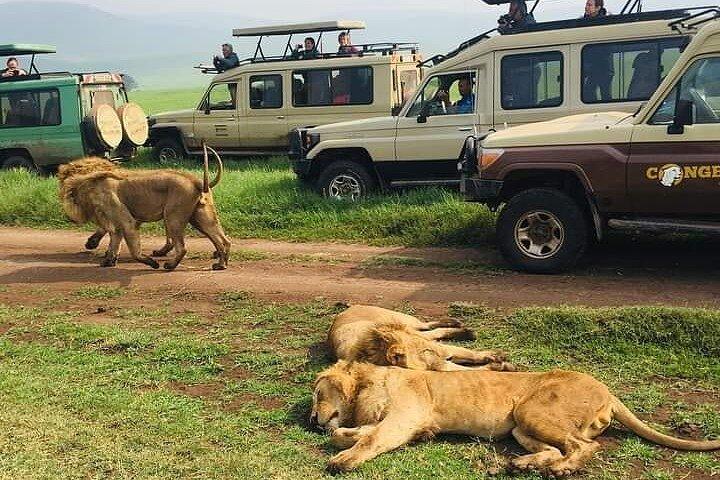 Safari privado de 7 días en Tanzania
