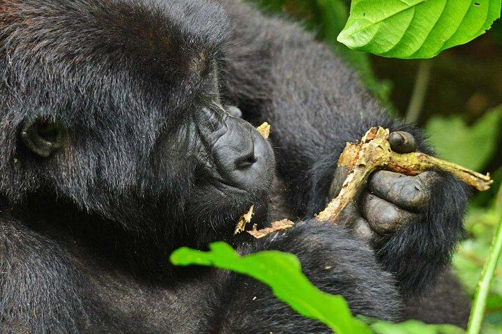 Gorilla & Ruwenzori Expedition in Uganda - 15 Tage