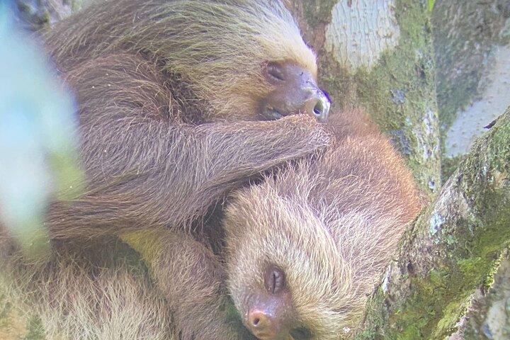 Rainforest Sloth Sanctuary with Coffee and Chocolate Experience