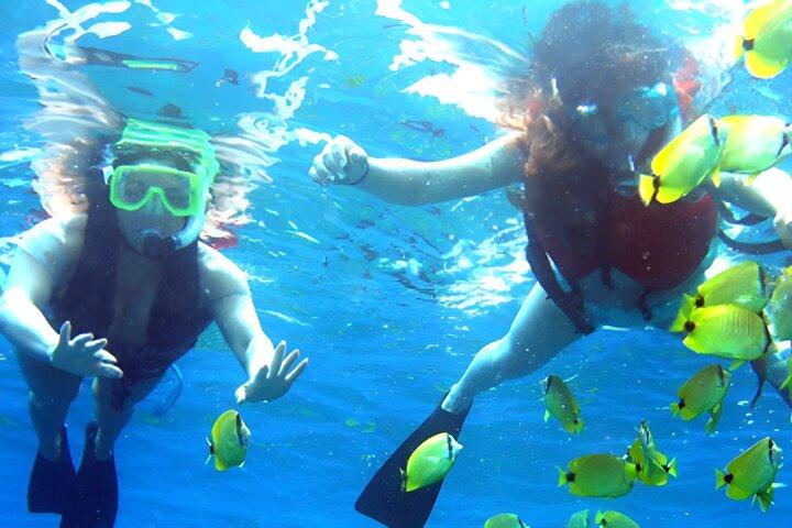 Delfinsafari og snorkling i Muscat