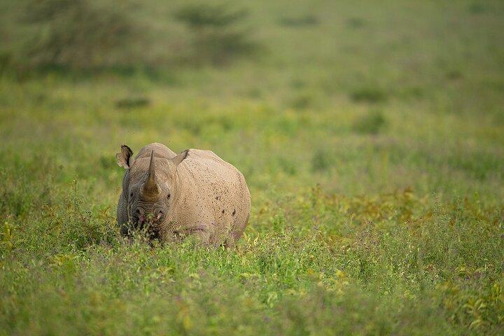 7日間のタンザニア野生動物サファリ:マニャラ、ンゴロンゴロ、セレンゲティ