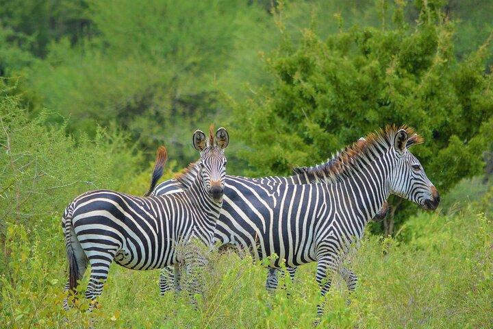 Fra Arusha : 11 - dag Amazing North Tanzania Safari, Serengeti