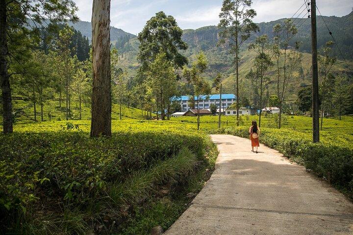 Excursion privée d’une journée à Nuwara Eliya au départ de Colombo – All Inclusive