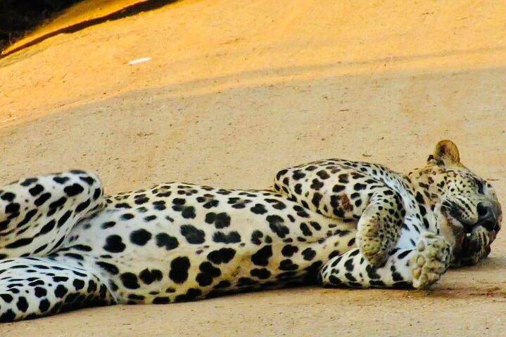 Private Leopardensafari im Yala-Nationalpark ab Galle