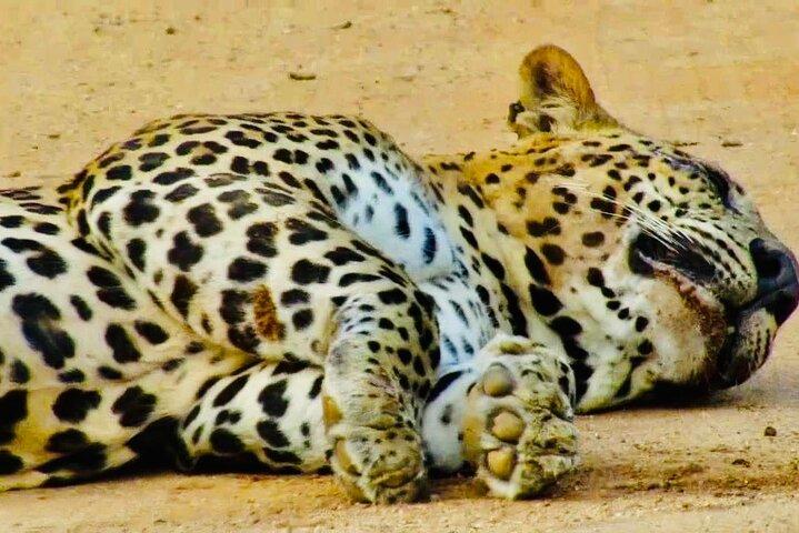 Private Leopardensafari im Yala-Nationalpark ab Galle