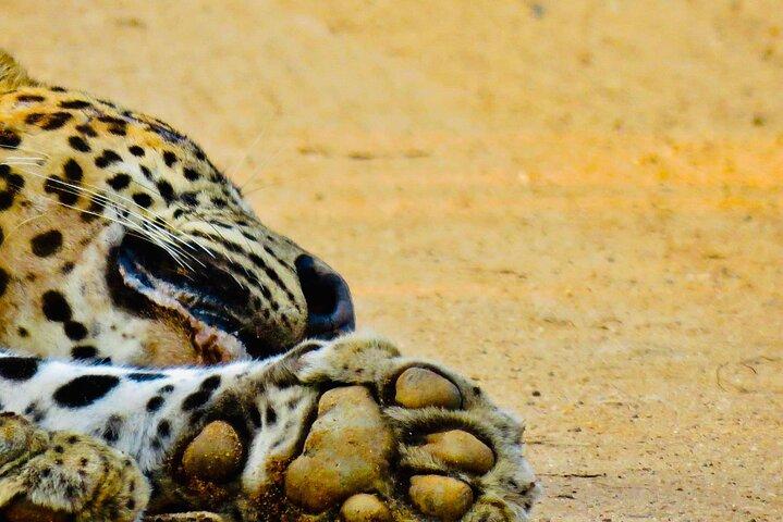 Private Leopardensafari im Yala-Nationalpark ab Galle