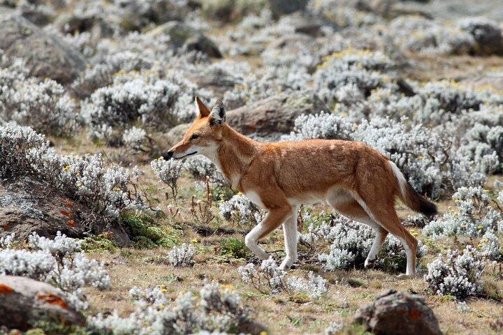 7-dages Bale Mountains National Park Tour
