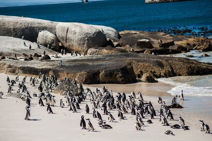 Cape Peninsula & Boulders Beach Day Trip from Cape Town