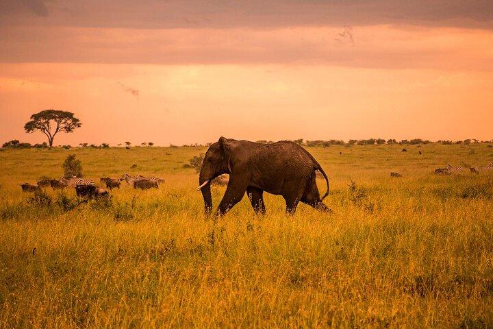 Tarangire Budget Full Day Tour d'Arusha