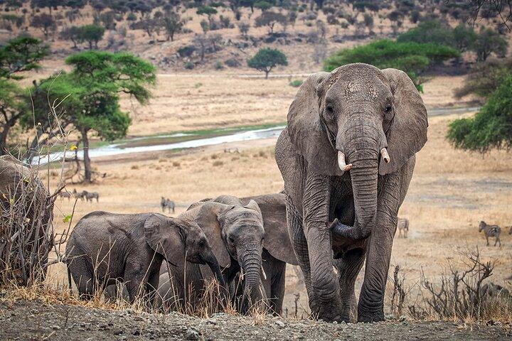 Tarangire Budget Full Day Tour d'Arusha