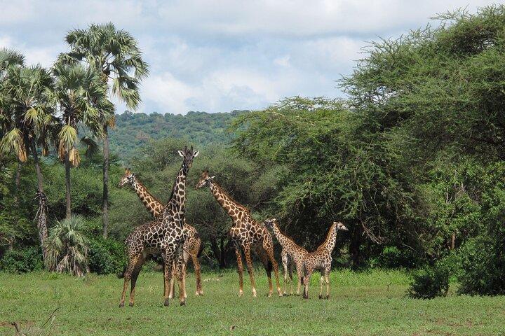 Afrikansk safari i Serengeti National Park