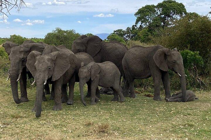 Private Amboseli-Tour mit Übernachtung