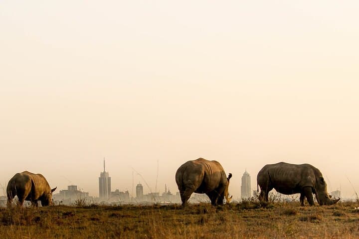Nairobi National Park and Giraffe Center Day Tour