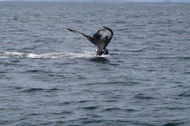 Best of St. John’s Small Group Tour with Cape Spear & Signal Hill