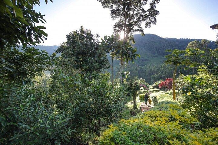 3-tägiges Gorilla-Trekking im Bwindi Impenetrable Forest