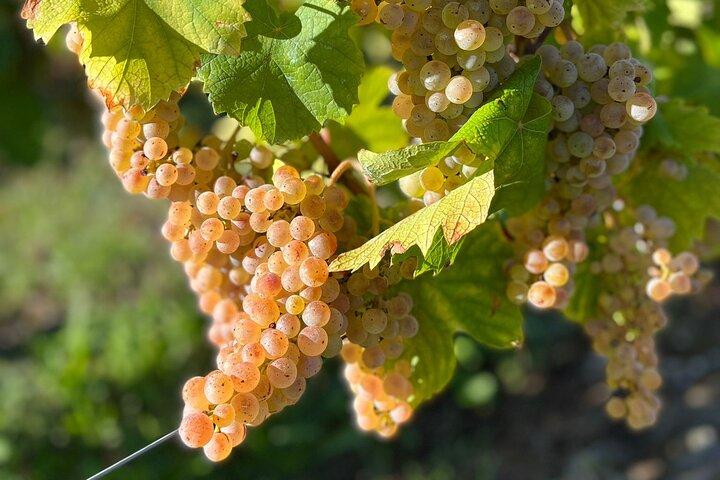 Savoie vineyards: tours and tastings from Annecy