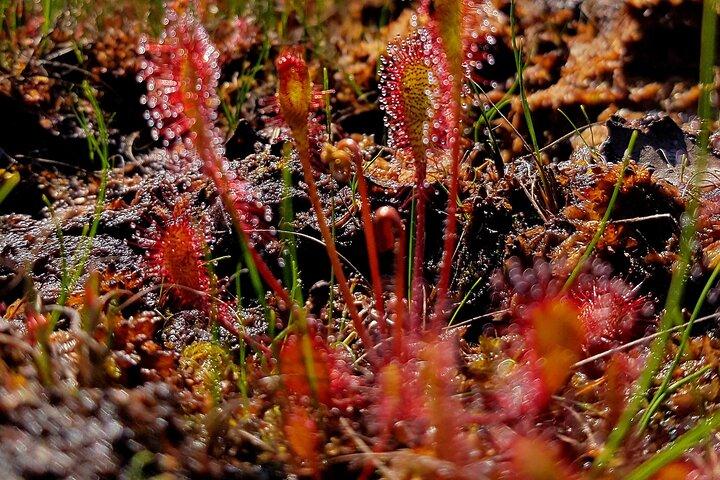 Kemeri National Park Bog Vandretur med Jurmala privat tur