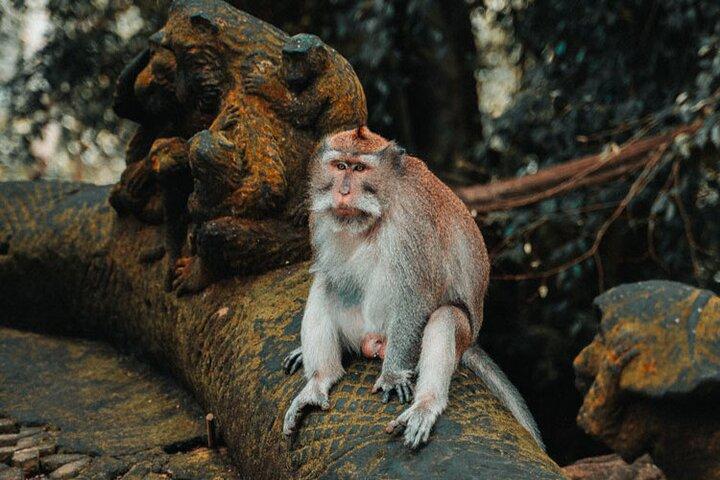 Ubud Tour og Tanah Lot Temple Tour - alt inklusive