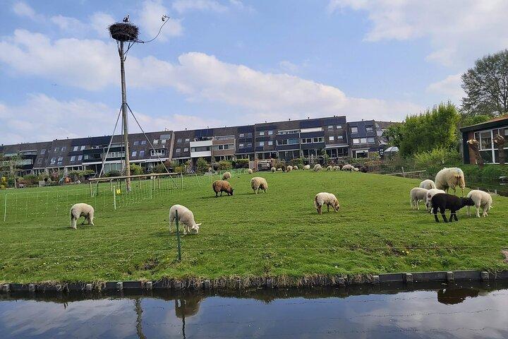 Visite à pied des moulins à vent néerlandais et des polders