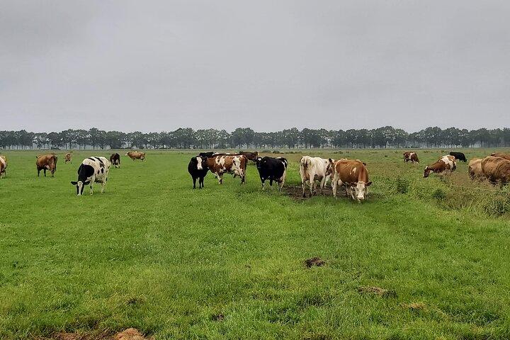 Visite à pied des moulins à vent néerlandais et des polders