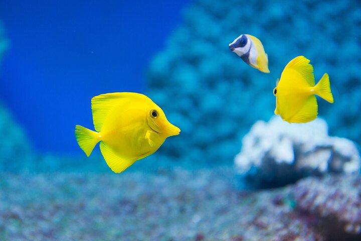 Bilhete de entrada Sealife Benalmadena