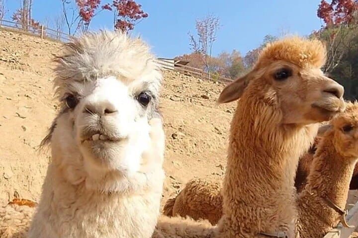 Nami Island, Alpaca World and Gangchon Rail Bike Tour from Seoul