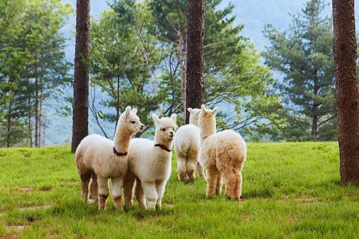 Nami Island, Alpaca World and Gangchon Rail Bike Tour from Seoul
