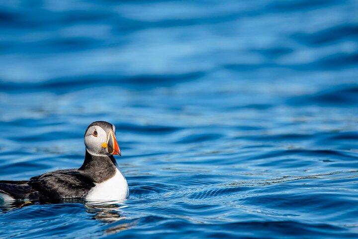 Walvissafari met papegaaiduikers en muffins (Andøy, Vesterålen)