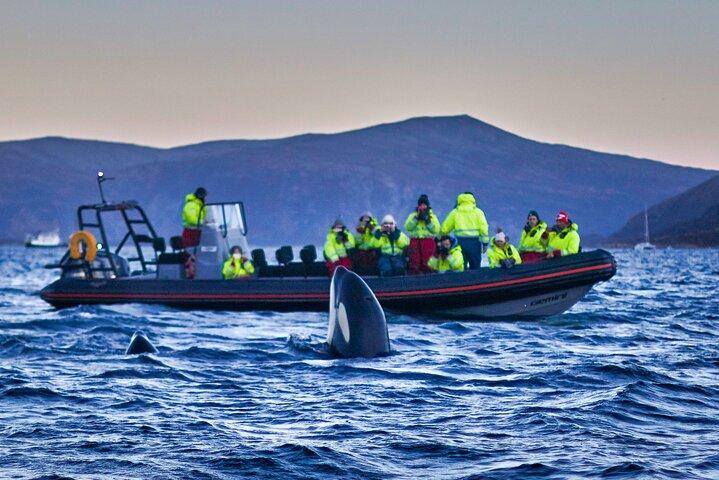 Walvissafari met papegaaiduikers en muffins (Andøy, Vesterålen)
