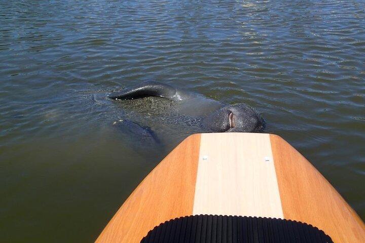 メリット島のイルカとマナティのアドベンチャー ツアー