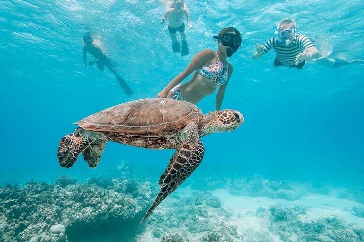 Oahu Allstar Circle Island Tour: Dole, Turtles, Blowhole, Fun