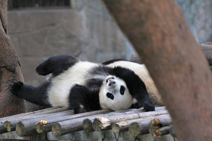 中国オデッセイ:北京、西安、成都、上海を8日間で巡る