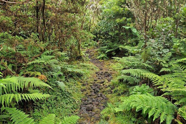 Caminhada 3 horas Interior da Ilha Terceira