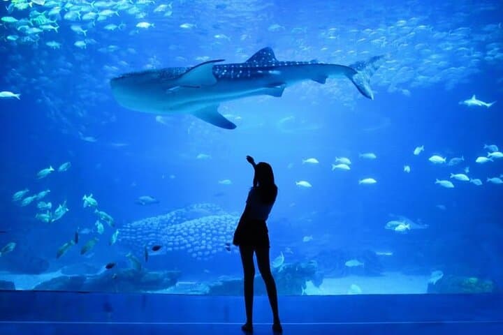 Dubai Aquarium And Underwater Zoo Tickets At Dubai Mall