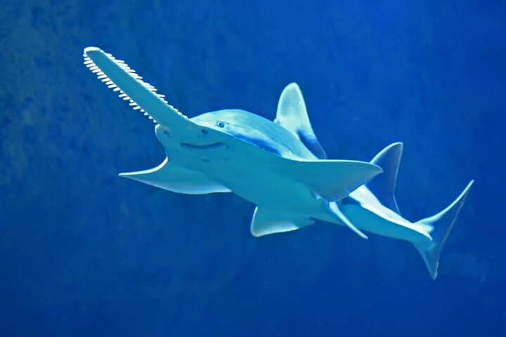 Dubai Aquarium And Underwater Zoo Tickets At Dubai Mall