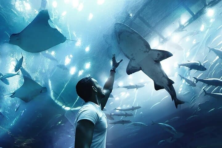 Dubai Aquarium And Underwater Zoo Tickets At Dubai Mall