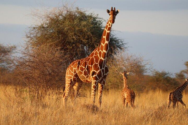 3 dagars Northern Circuit Safari