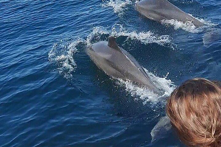 Wild Dolphin Encounter & avventura di snorkeling