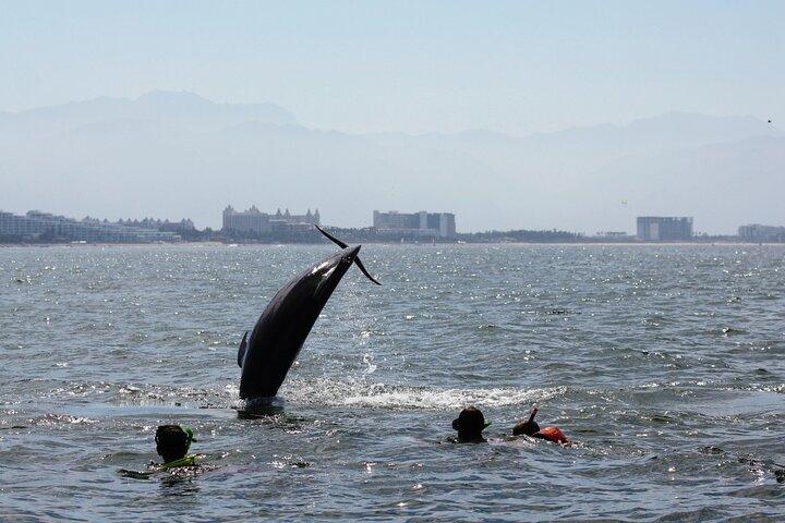 Wild Dolphin Encounter & avventura di snorkeling