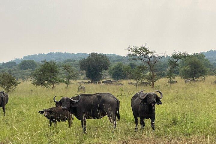5 Tage 4 Nächte Akagera Safari und Schimpansen Trekking Ruanda