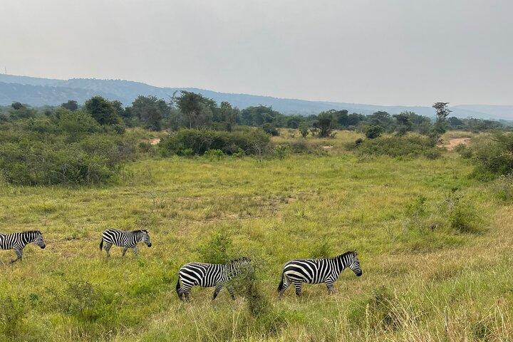 5 Tage 4 Nächte Akagera Safari und Schimpansen Trekking Ruanda