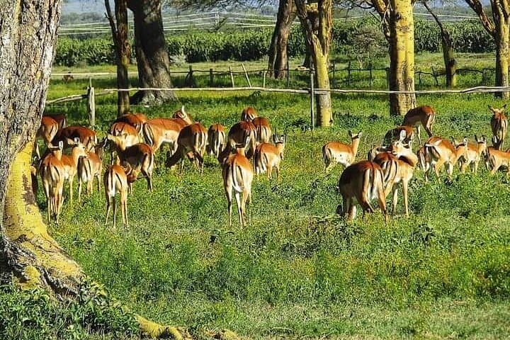 Private Crescent Island Tour and Boat Ride in Nairobi