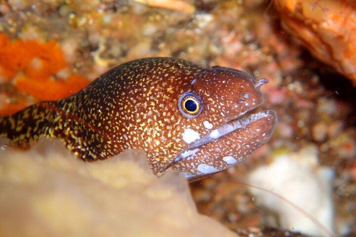 Godetevi le immersioni a Izu Scoprite le immersioni subacquee per non subacquei