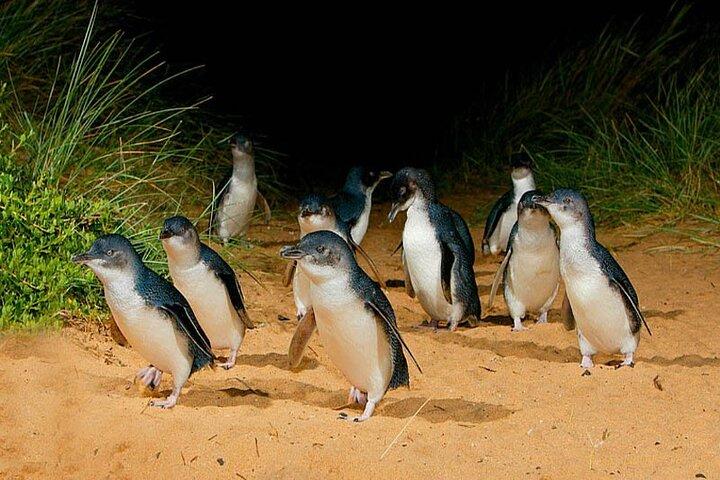 Phillip Island : Penguin Express Tour van het Gouden Uur met eiland pick-up