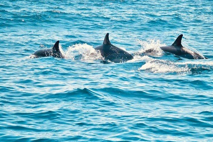 Delfinbeobachtung in Sesimbra
