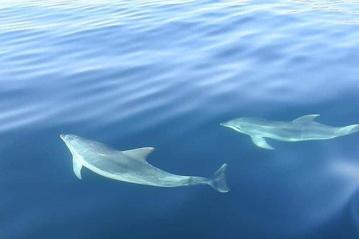 Delfinbeobachtung in Sesimbra