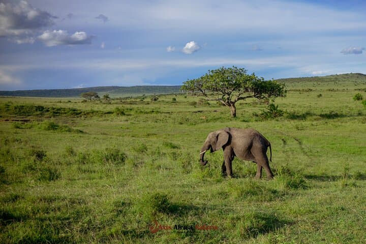 4 Days Safari Adventure Masai Mara and Nakuru Park Group