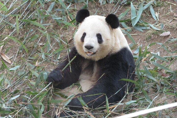 Halvdagstur til Xi'an Wild Panda Breeding and Protecting Center