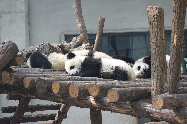 Halvdagstur til Xi'an Wild Panda Breeding and Protecting Center